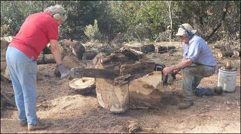 Celian & Betty Adams using two-man chainsaw Nov. 2005