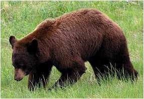 California brown bear