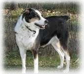 Bonnie, our McNabb-Border Collie mix dog