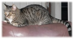 Our people-shy cat Tiger