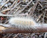 White long-haired caterpillar at Deer View