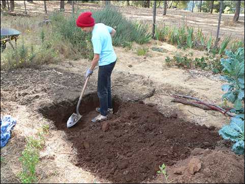 Diana Adams double-digging her winter garden