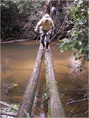 Dr. Mike carries his daughter across a creek on a narrow log bridge in Venezuela