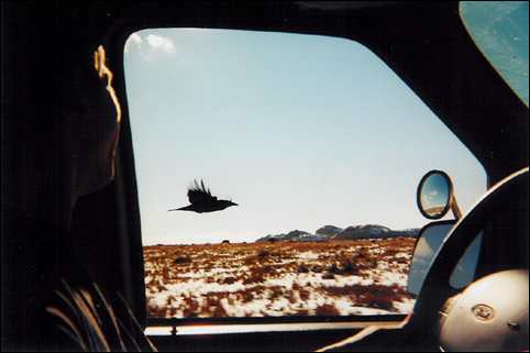 Raven flying closely alongside our van in Canyonlands