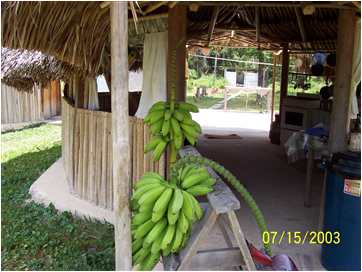 Banana bunches at kitchen hut
