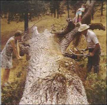 Betty & Celian Adams using two-man chainsaw
