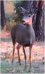 California deer